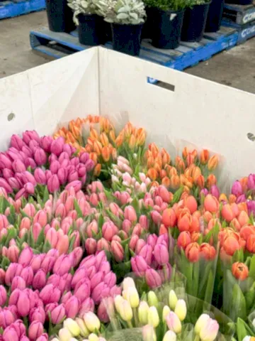 Sustainable Florist Brisbane: Blossoming Responsibly