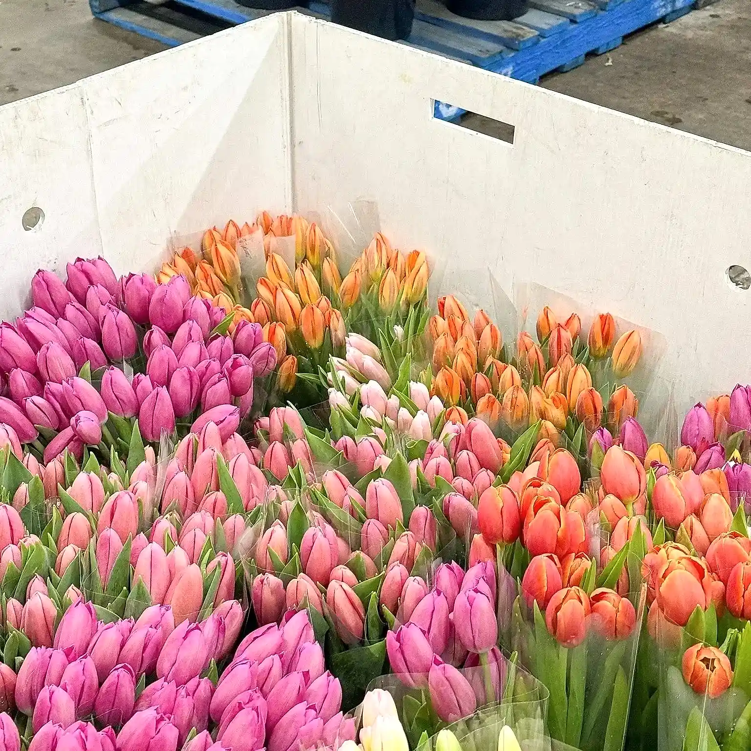 Sustainable Florist Brisbane: Blossoming Responsibly