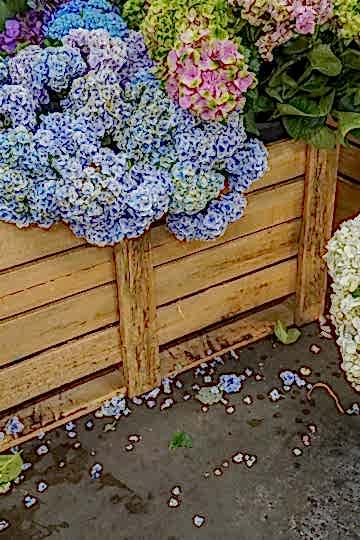 Why do flowers cost so much?