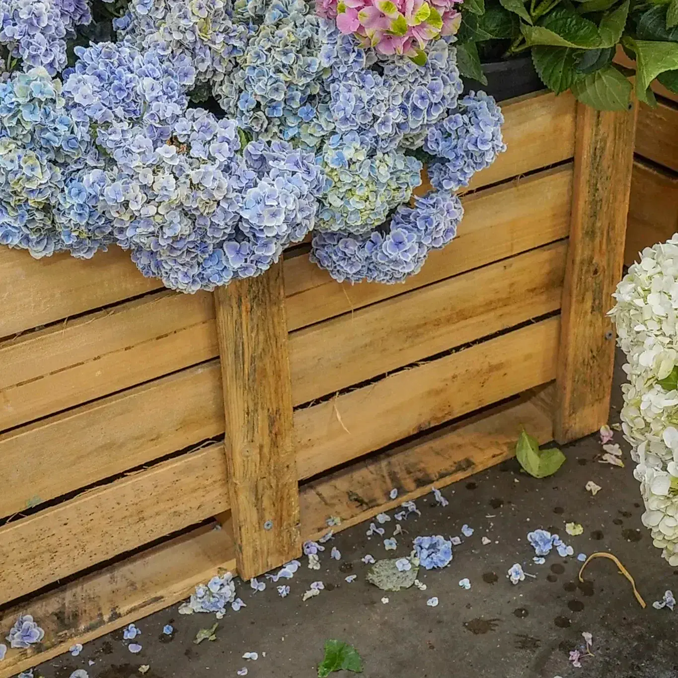Why do flowers cost so much?