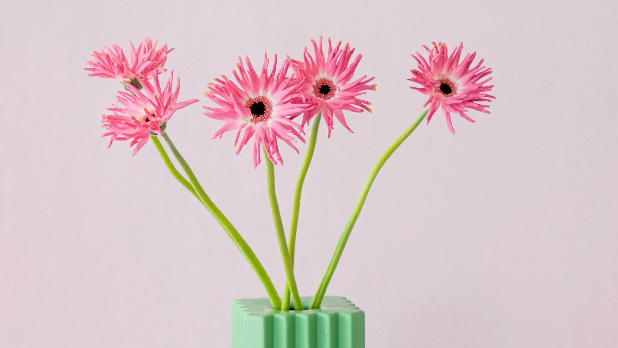 Pink Flowers in Vase - Poppy Rose Flowers