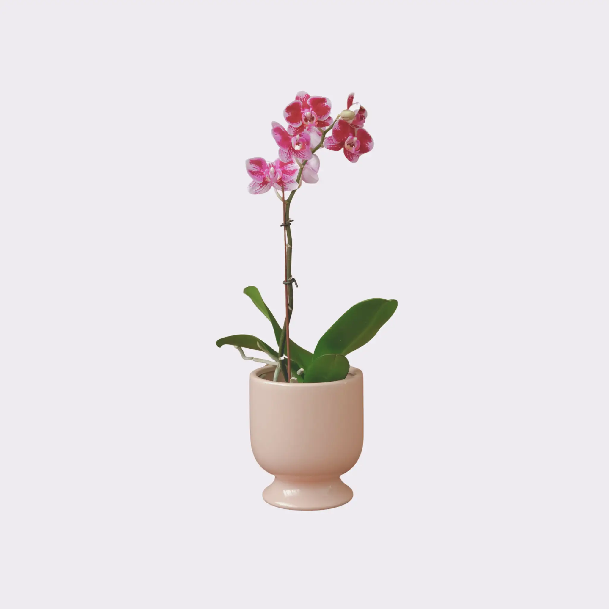 Orchid Plant -  Poppy Rose Plant Delivery Brisbane