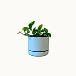 Pothos in Mr Kitly Pot - Poppy Rose - Poppy Rose Flowers Brisbane