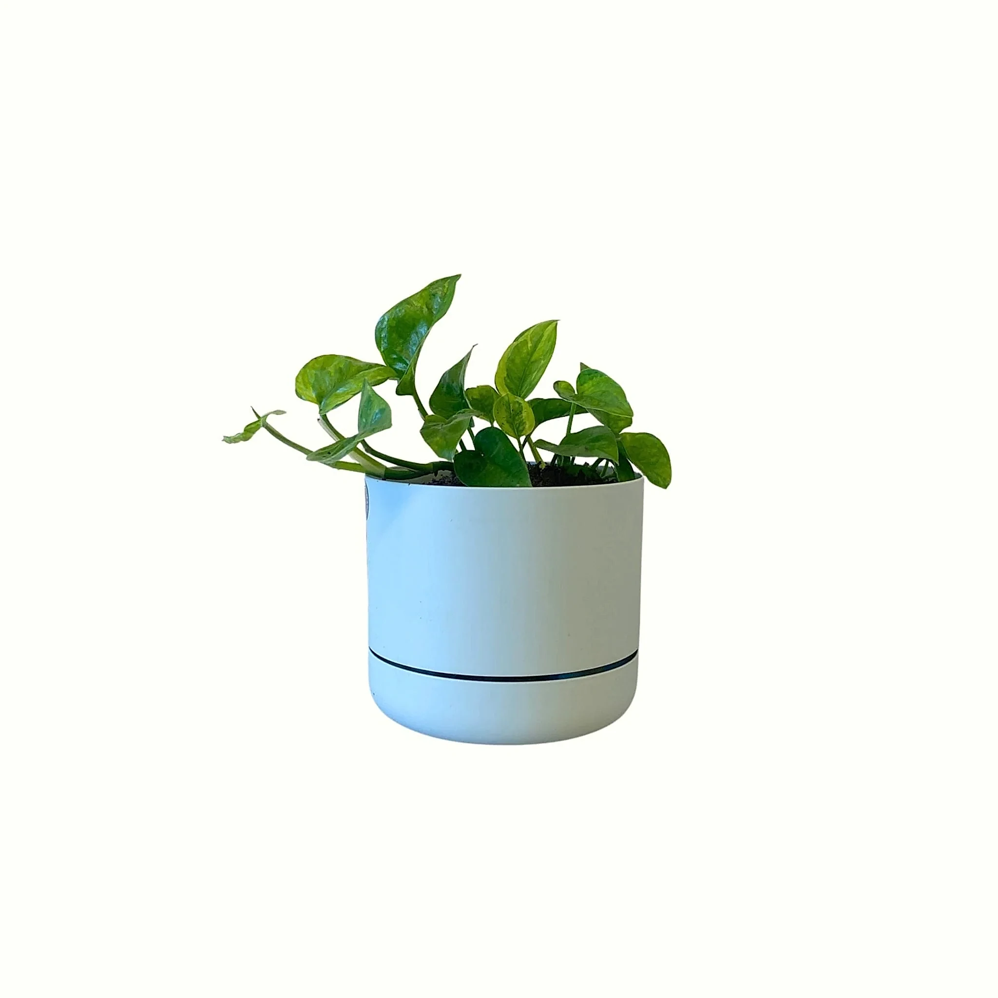 Pothos in Mr Kitly Pot - Poppy Rose - Poppy Rose Flowers Brisbane