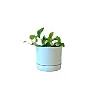 Pothos in Mr Kitly Pot - Poppy Rose - Poppy Rose Flowers Brisbane