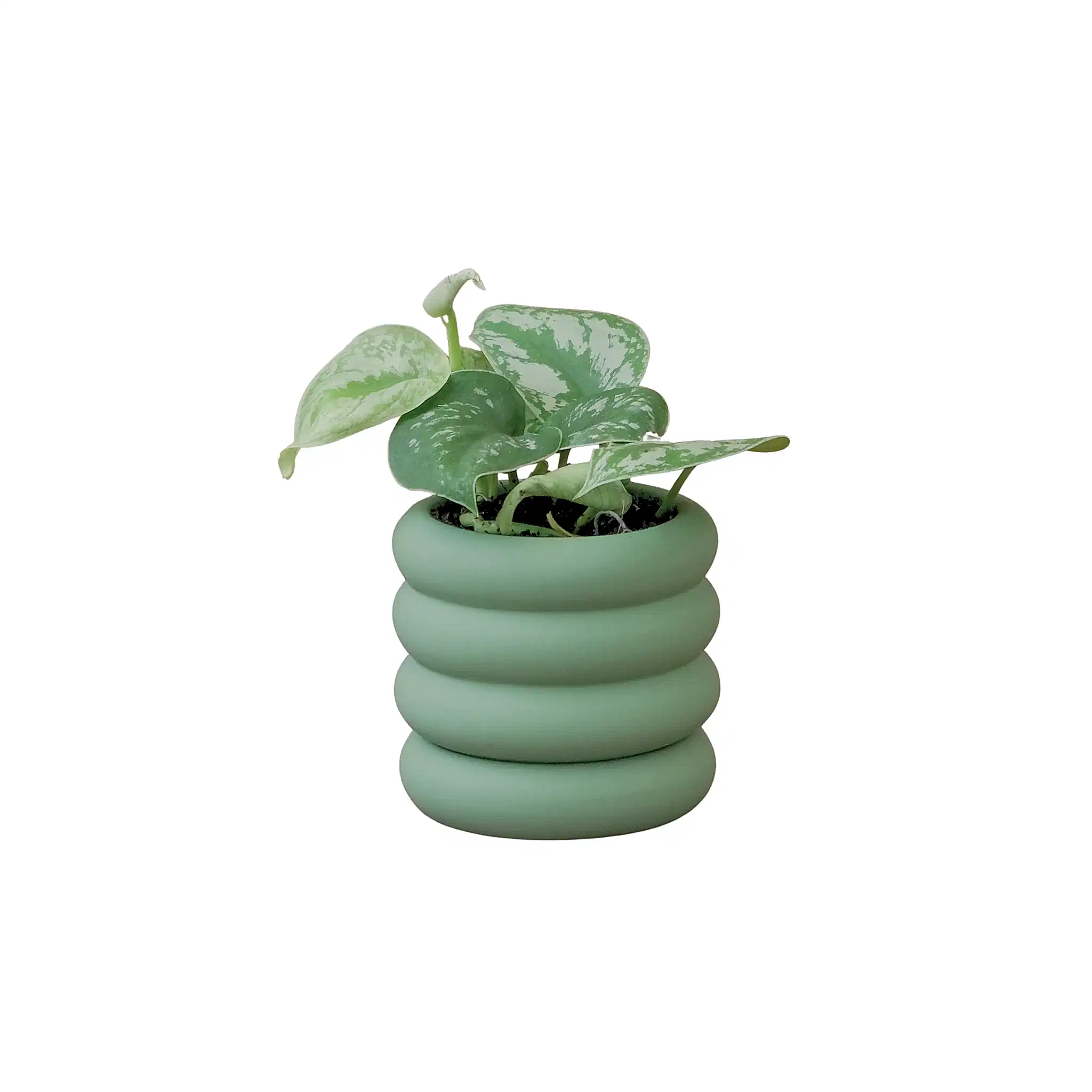 Pothos Silver - Poppy Rose Plant Delivery Brisbane