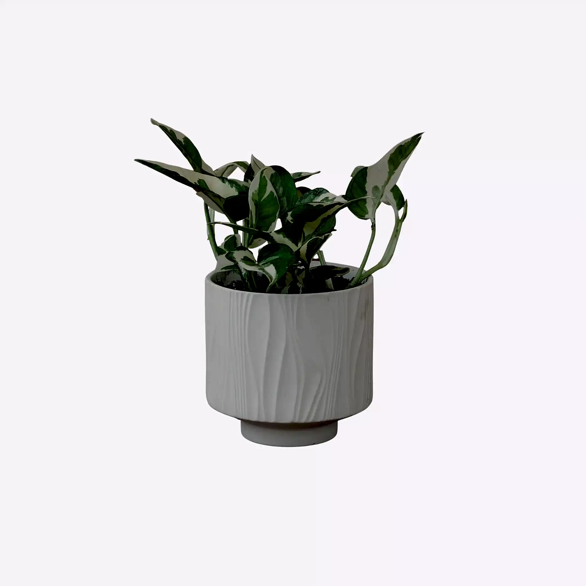 Pothos Snow Queen - Poppy Rose Plant Delivery Brisbane