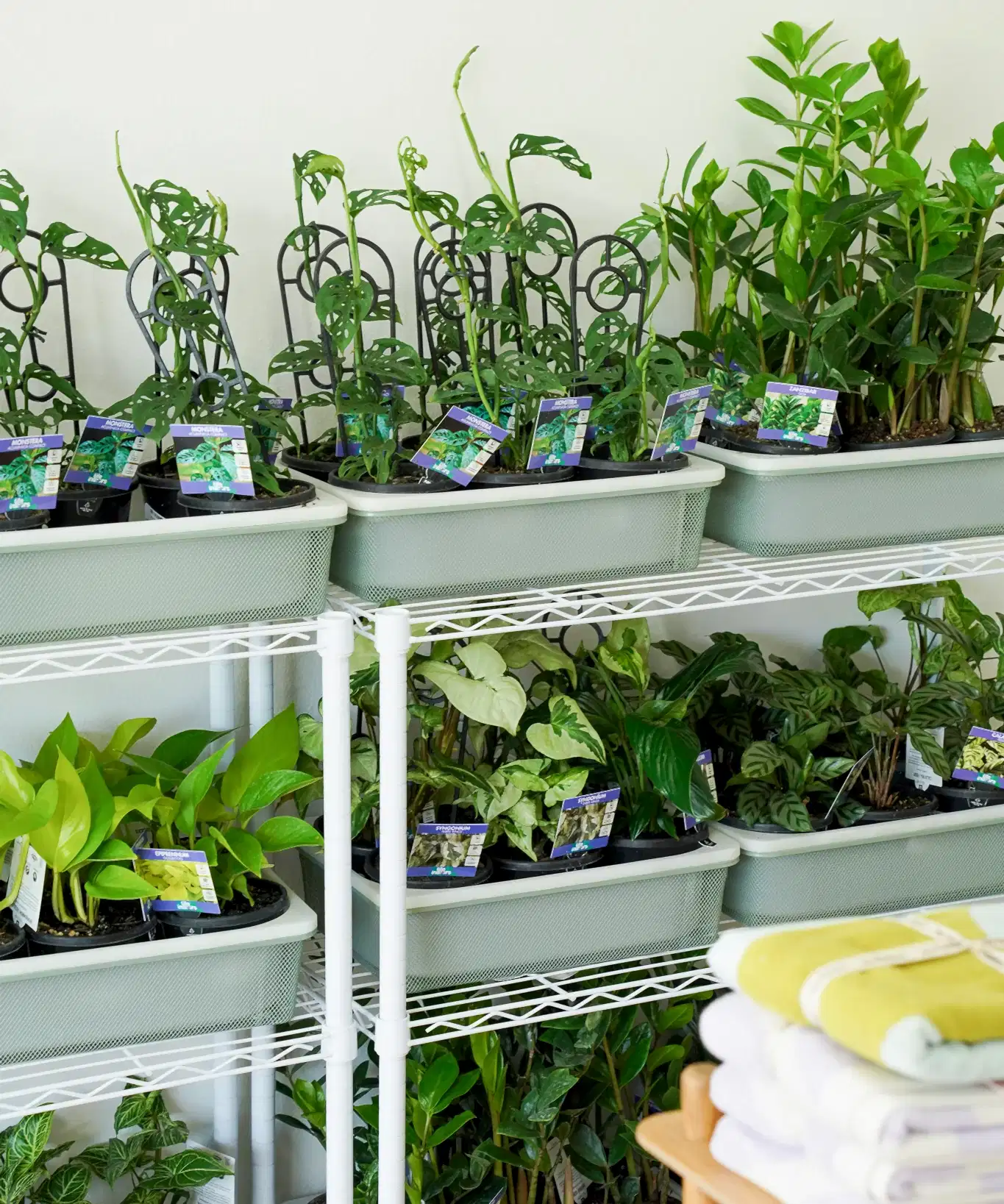 Plants on a shelf ready for delivery by Poppy Rose Flowers Brisbane