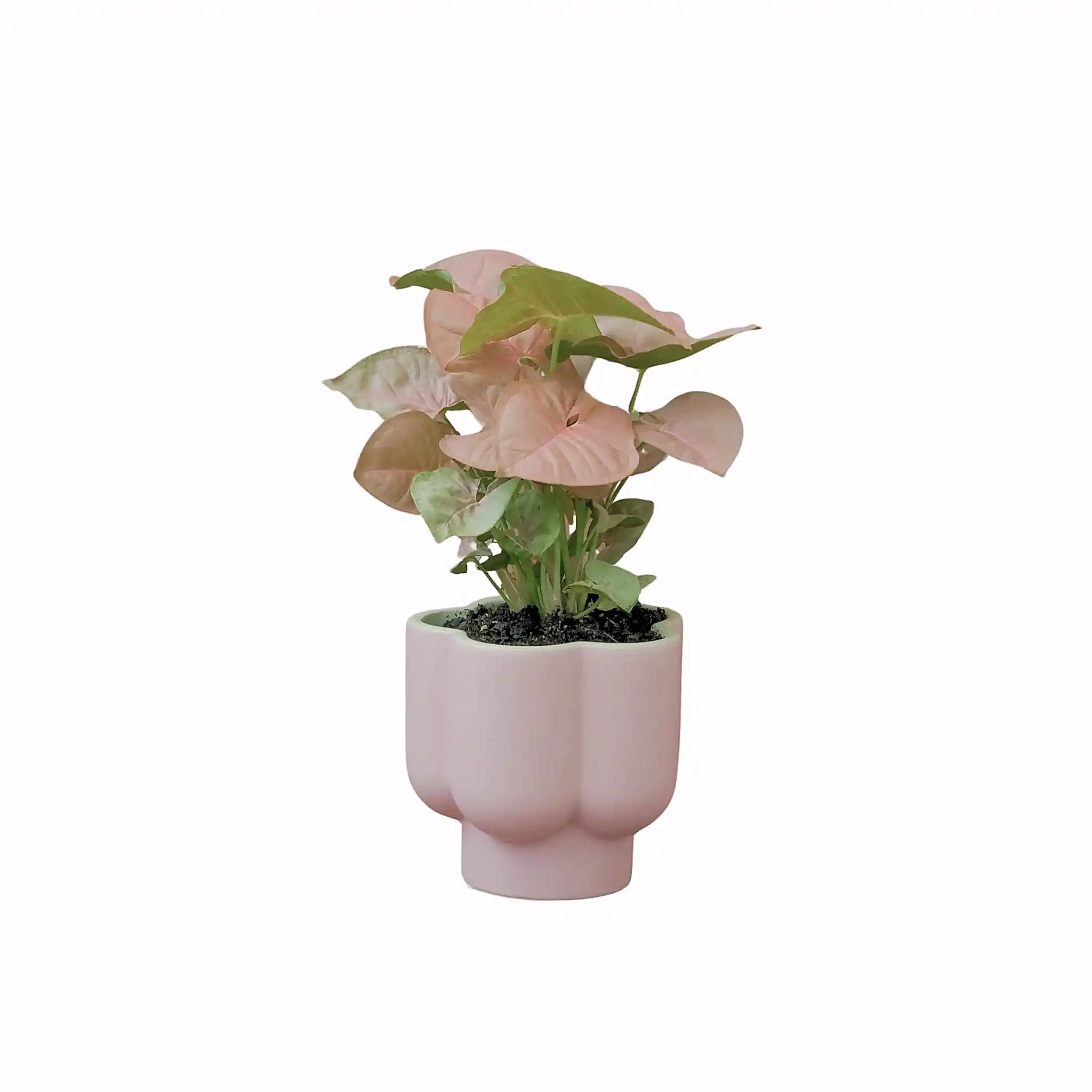 Poppy Rose Plant Delivery Brisbane - Syngonium Neon Pink